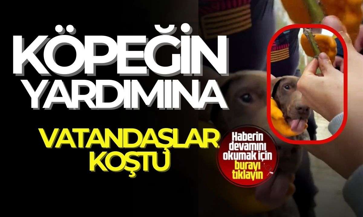 Boğazına ağaç parçası takılan köpeğin yardımına vatandaşlar koştu! 
