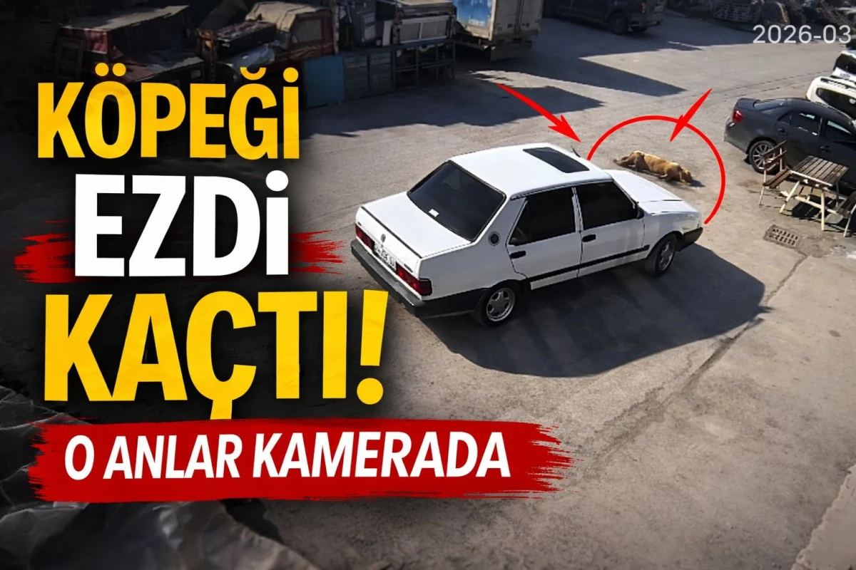 &ldquo;Bolu&rsquo;da Tepki &Ccedil;eken G&ouml;r&uuml;nt&uuml;: Yolda Yatan K&ouml;peği Ezdi, Durmadan Uzaklaştı&rdquo;