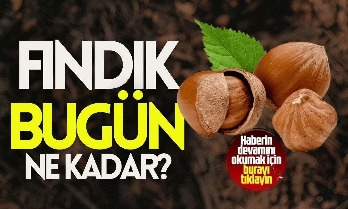 Bugünkü Düzce Fındık Piyasa Fiyatları 10 Kasım 2025