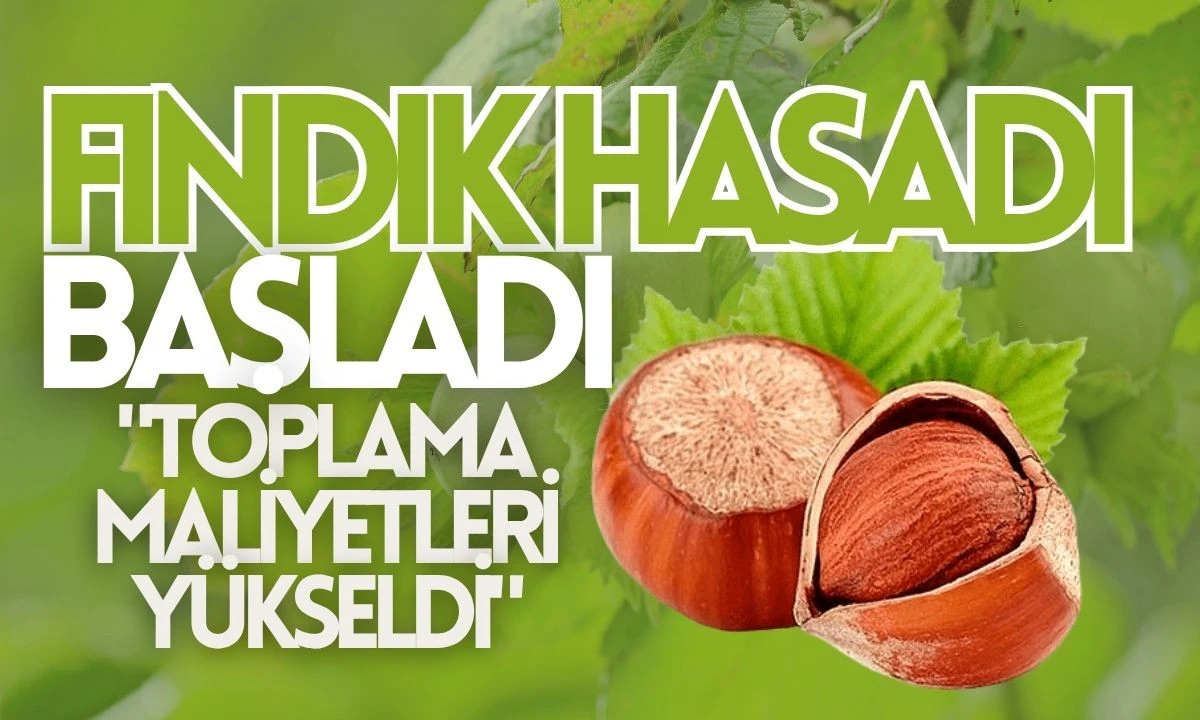 Çiftçi Fındık Hasadına başladı 2025 Maliyetleri yükseldi