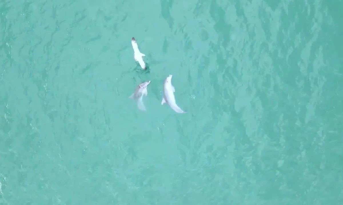 Dans eden yunusların görüntüsü dron kameralarına takıldı