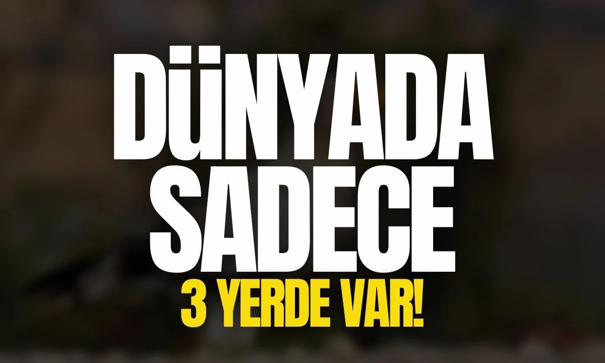 Dünyada sadece 3 yerde var 