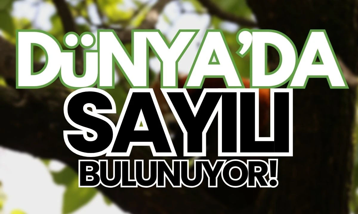 Dünyada Türleri Arasında Çok Kısıtlı Sayıda?