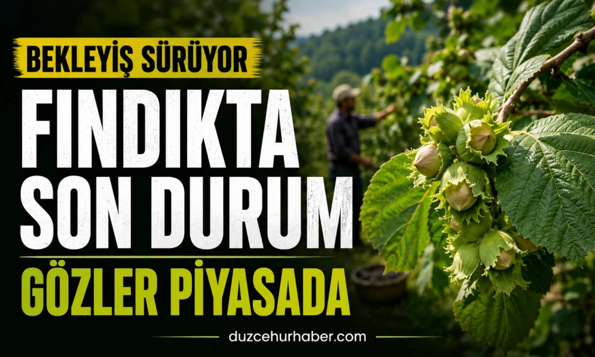 D&uuml;zce Fındık Fiyatları 10 Haziran 2026: Piyasada Bekleyiş Devam Ediyor
