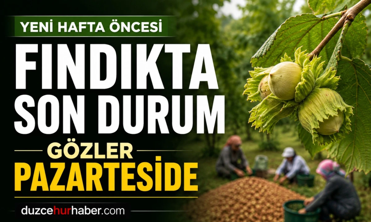 D&uuml;zce Fındık Fiyatları 13 Haziran 2026: Yeni Hafta &Ouml;ncesi Bekleyiş S&uuml;r&uuml;yor
