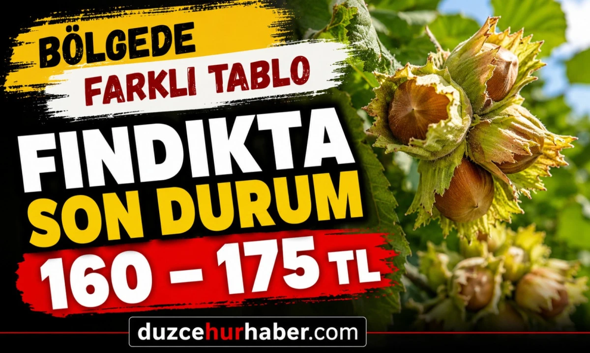 D&uuml;zce Fındık Fiyatları 13 Mayıs 2026: D&uuml;zce 160&ndash;170 TL, Zonguldak 175 TL