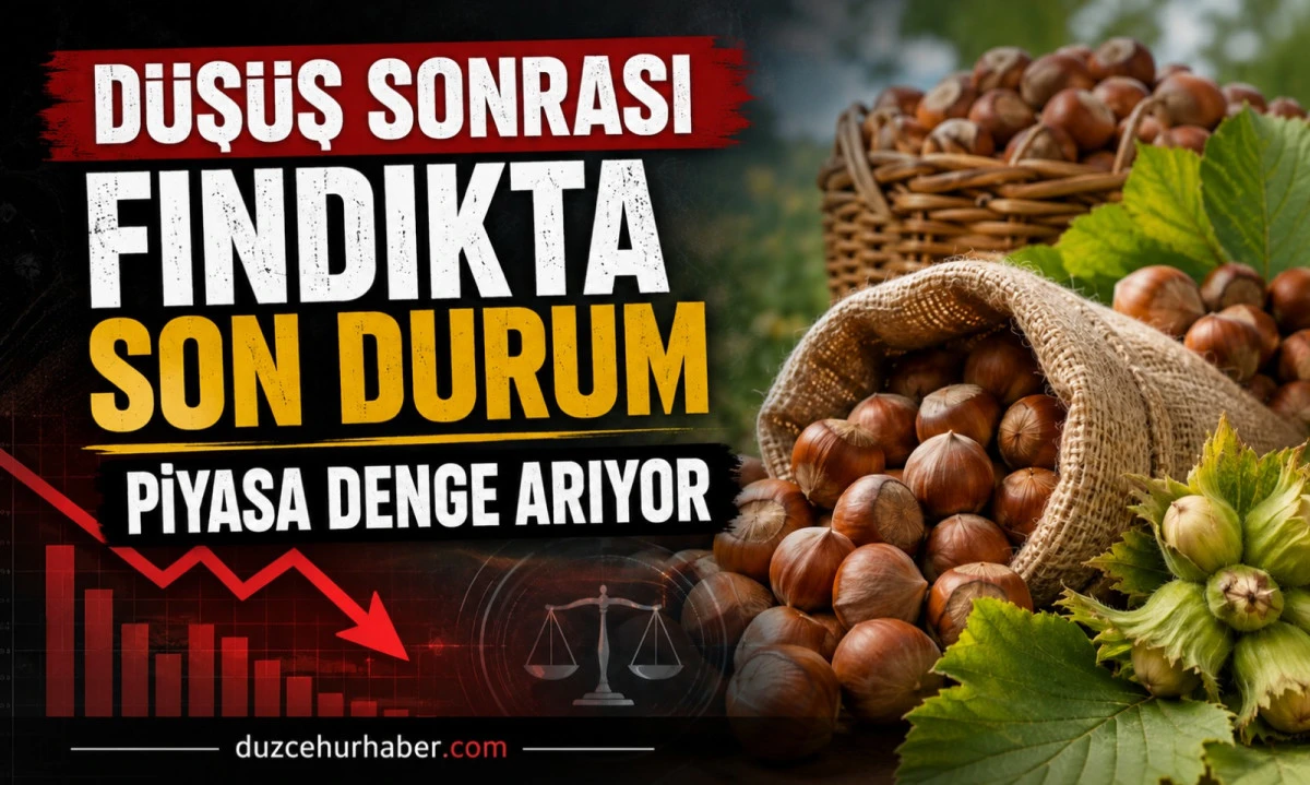 D&uuml;zce Fındık Fiyatları 15 Temmuz 2026: D&uuml;ş&uuml;ş Sonrası Piyasada Denge Arayışı