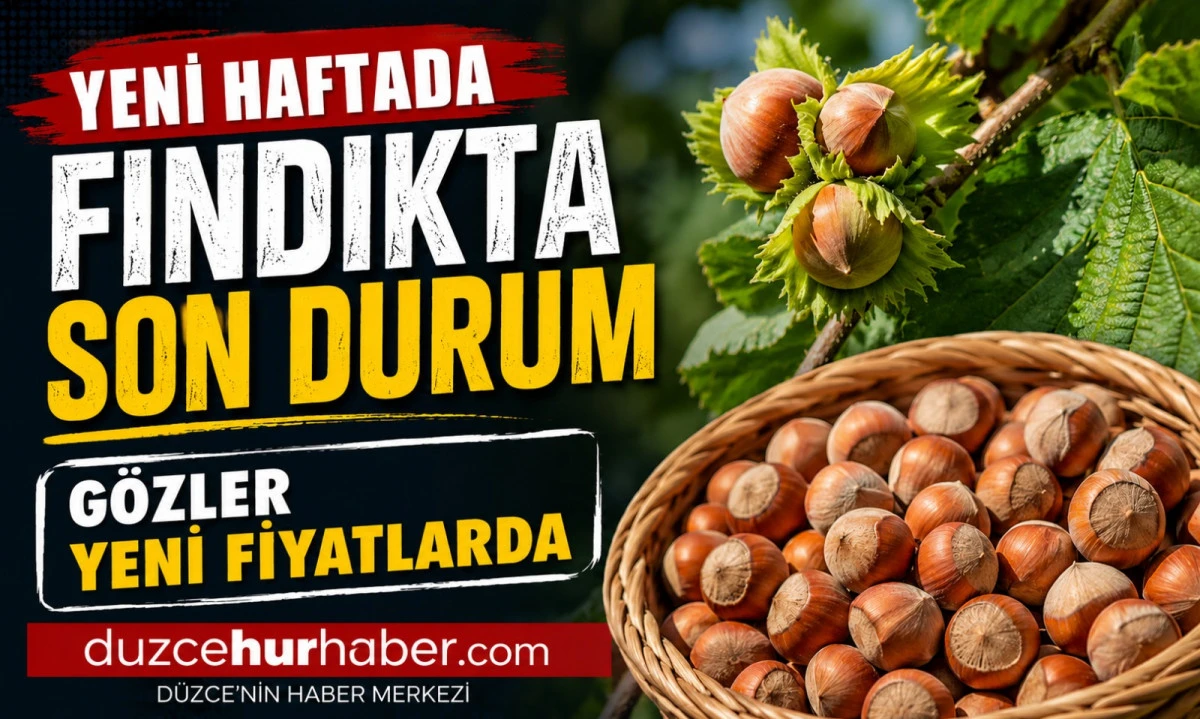 D&uuml;zce Fındık Fiyatları 16 Haziran 2026: Piyasada G&ouml;zler Yeni Fiyatlarda