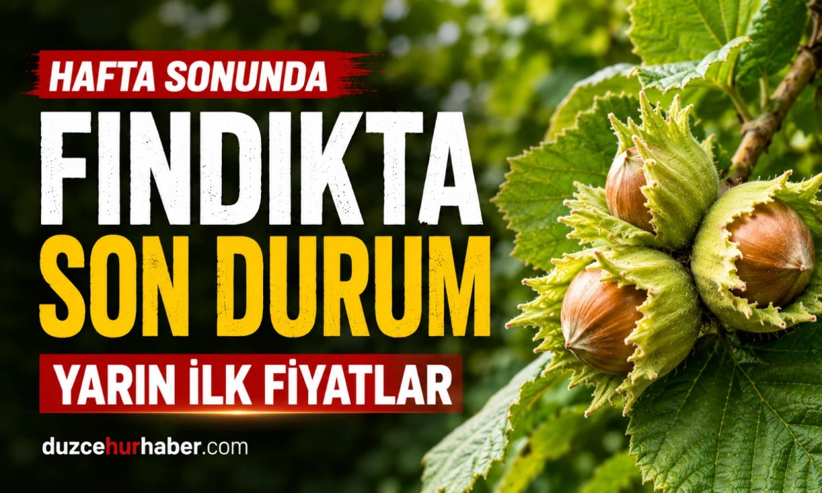 D&uuml;zce Fındık Fiyatları 19 Temmuz 2026: G&ouml;zler Yarın A&ccedil;ıklanacak İlk Fiyatlarda