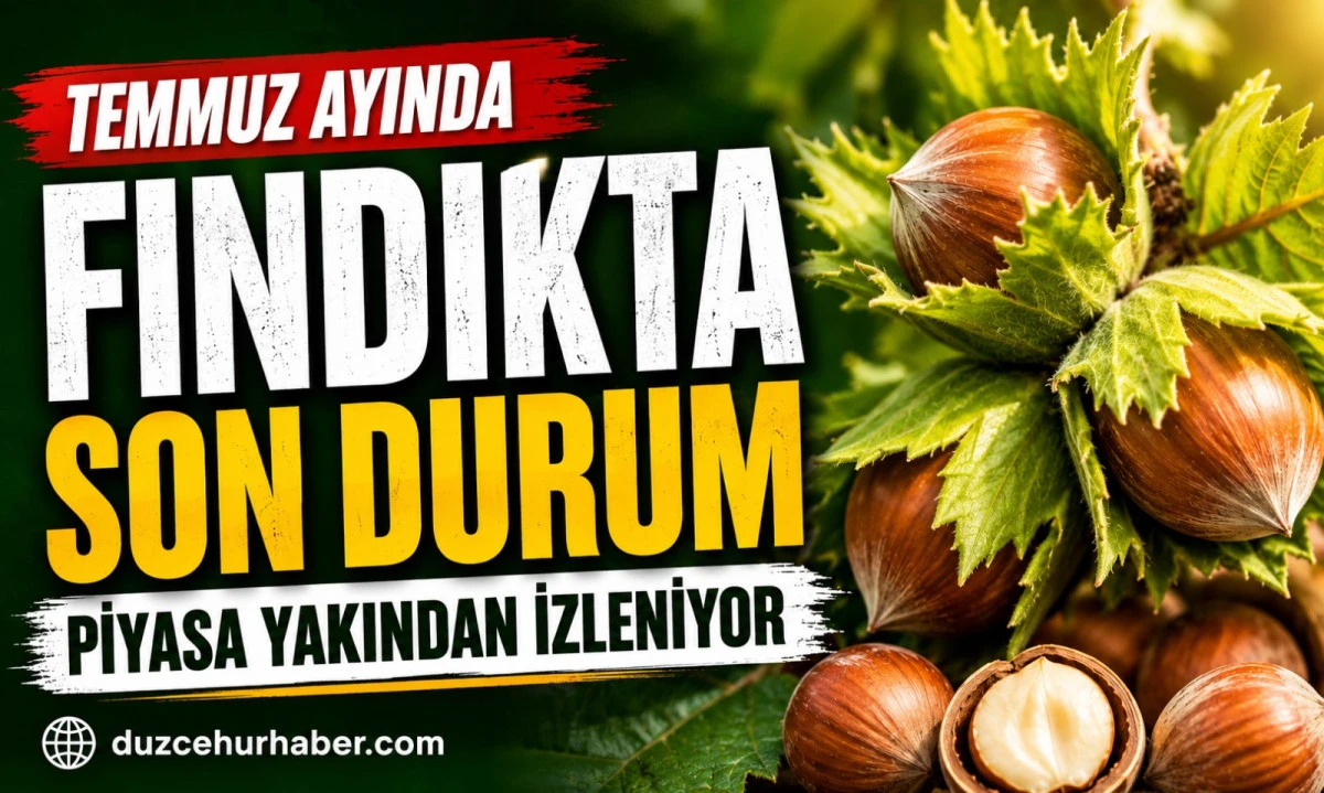 D&uuml;zce Fındık Fiyatları 2 Temmuz 2026: Temmuz Ayında Piyasada Son Durum