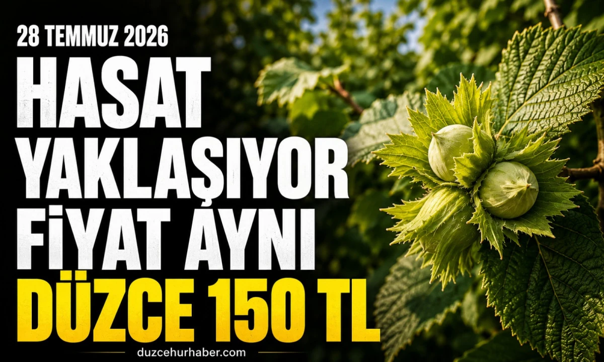 D&uuml;zce Fındık Fiyatları 28 Temmuz 2026: Hasat Yaklaşırken Fiyatlar Yerinde Sayıyor