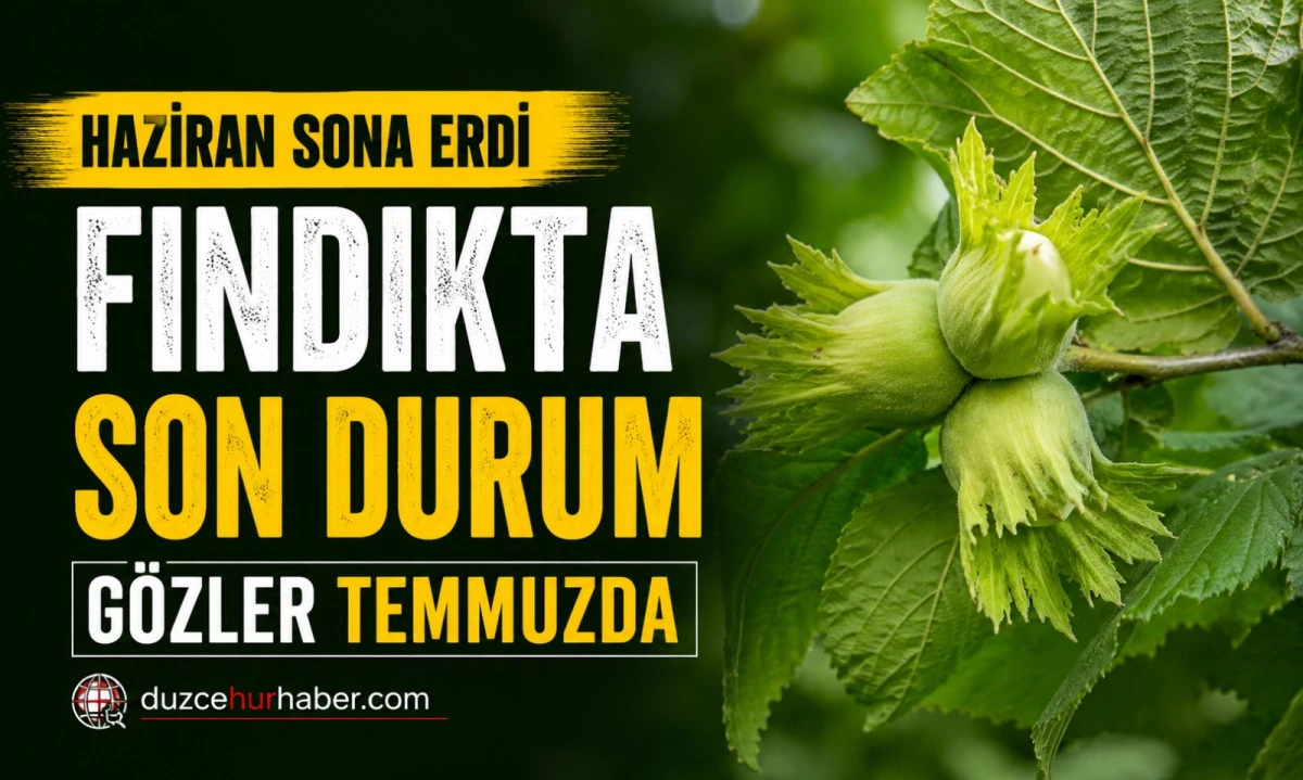 D&uuml;zce Fındık Fiyatları 30 Haziran 2026: Haziran Ayı Sonunda Piyasada Son Durum