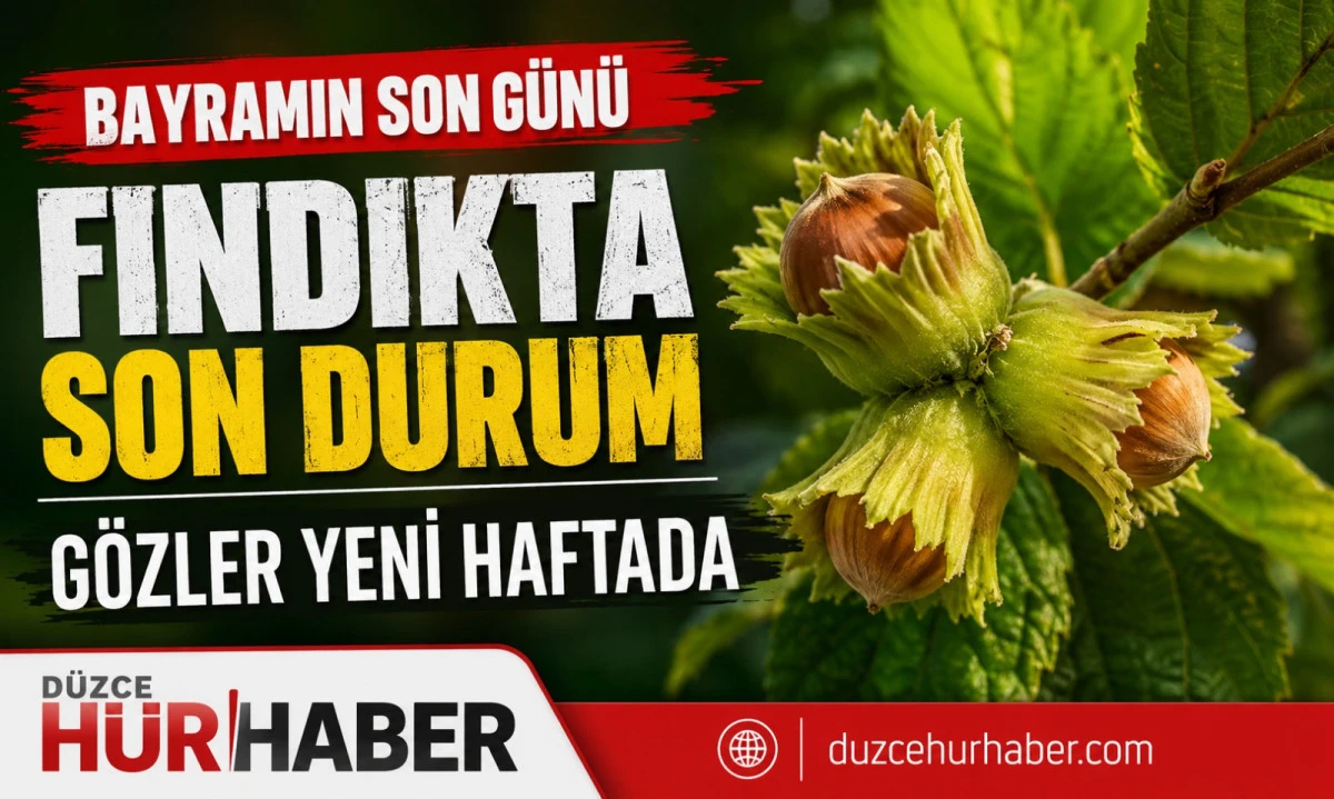 D&uuml;zce Fındık Fiyatları 30 Mayıs 2026: Bayramın Son G&uuml;n&uuml;nde Piyasada Son Durum