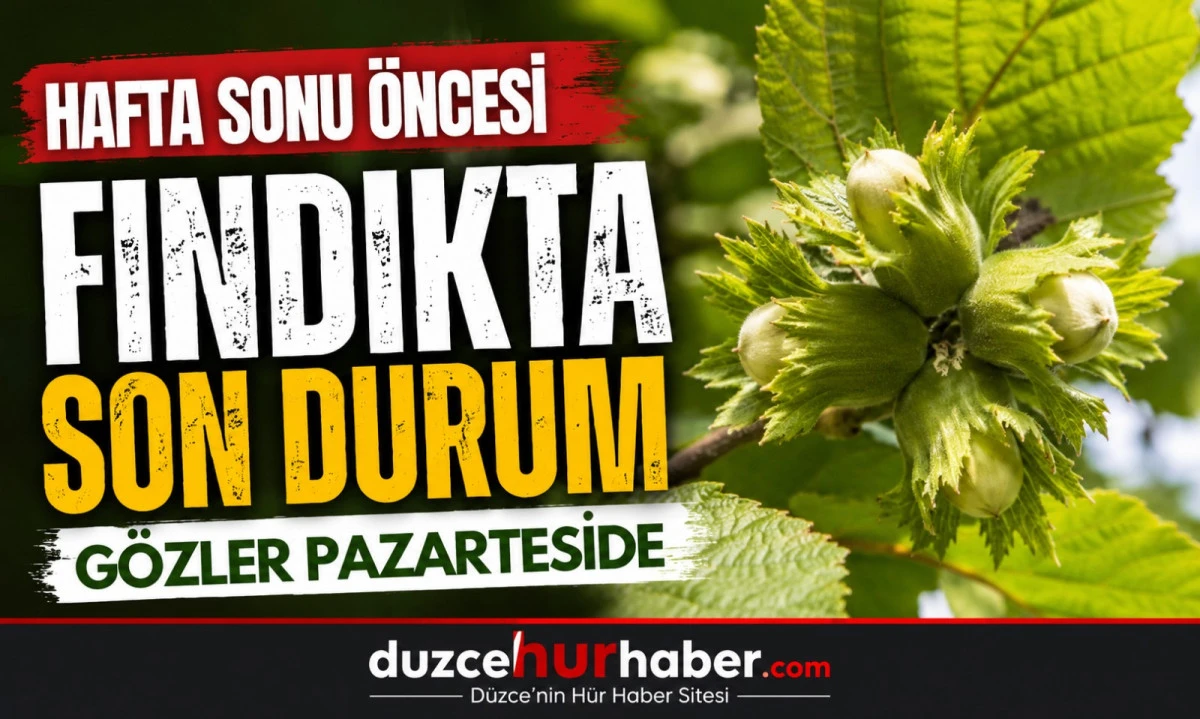 D&uuml;zce Fındık Fiyatları 5 Haziran 2026: G&ouml;zler 8 Haziran Pazartesi Piyasasında