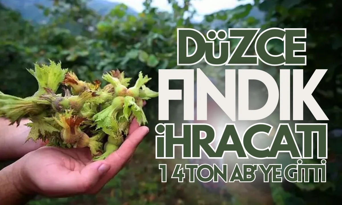 Düzce Fındık İhracatı: 14 Ton AB'ye Gitti