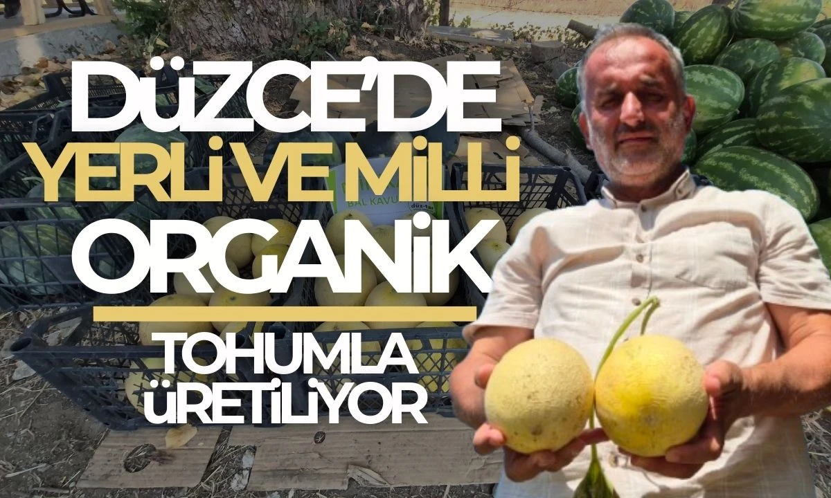 Düzce karpuzu pazara ilaç gibi gelecek