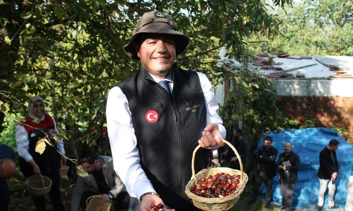 Düzce Kestanesi 2024 Üretimi: 794 Ton Hasat