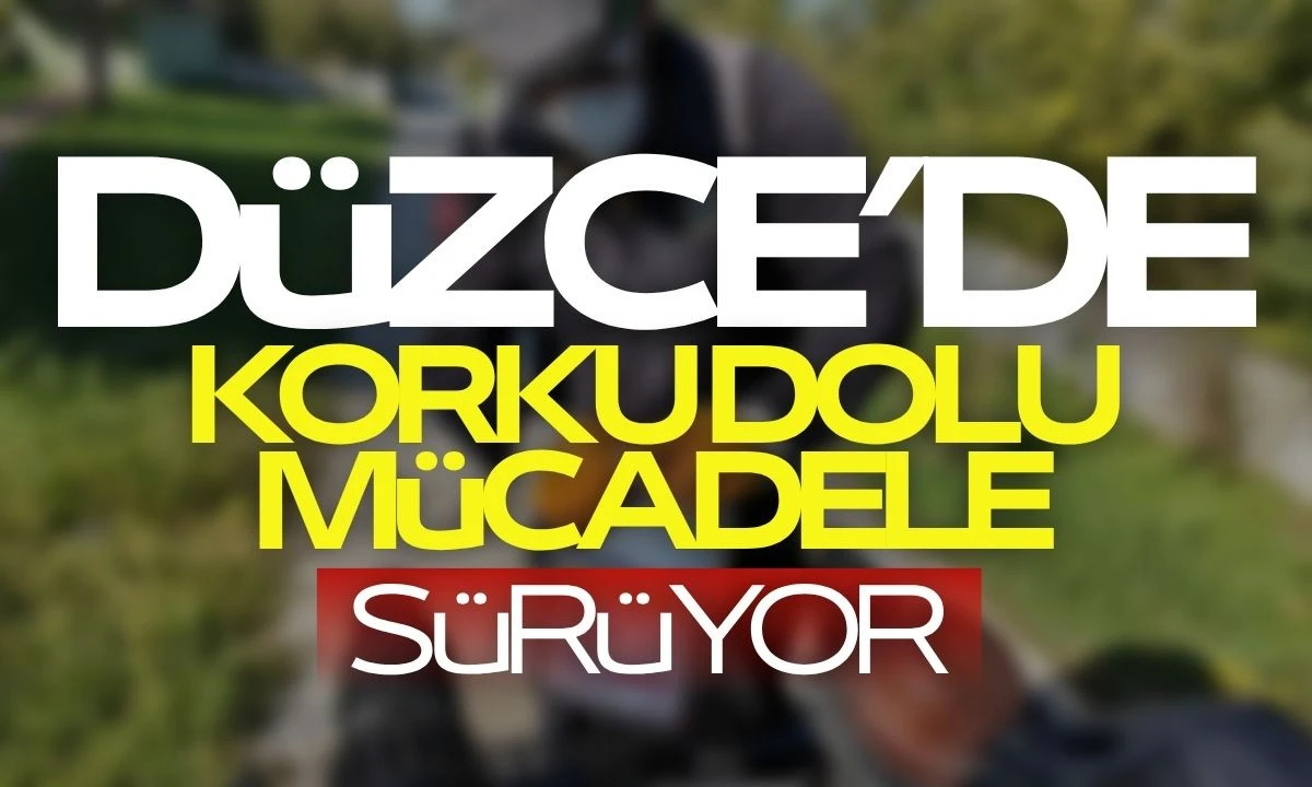 Düzce korku dolu mücadele sürüyor