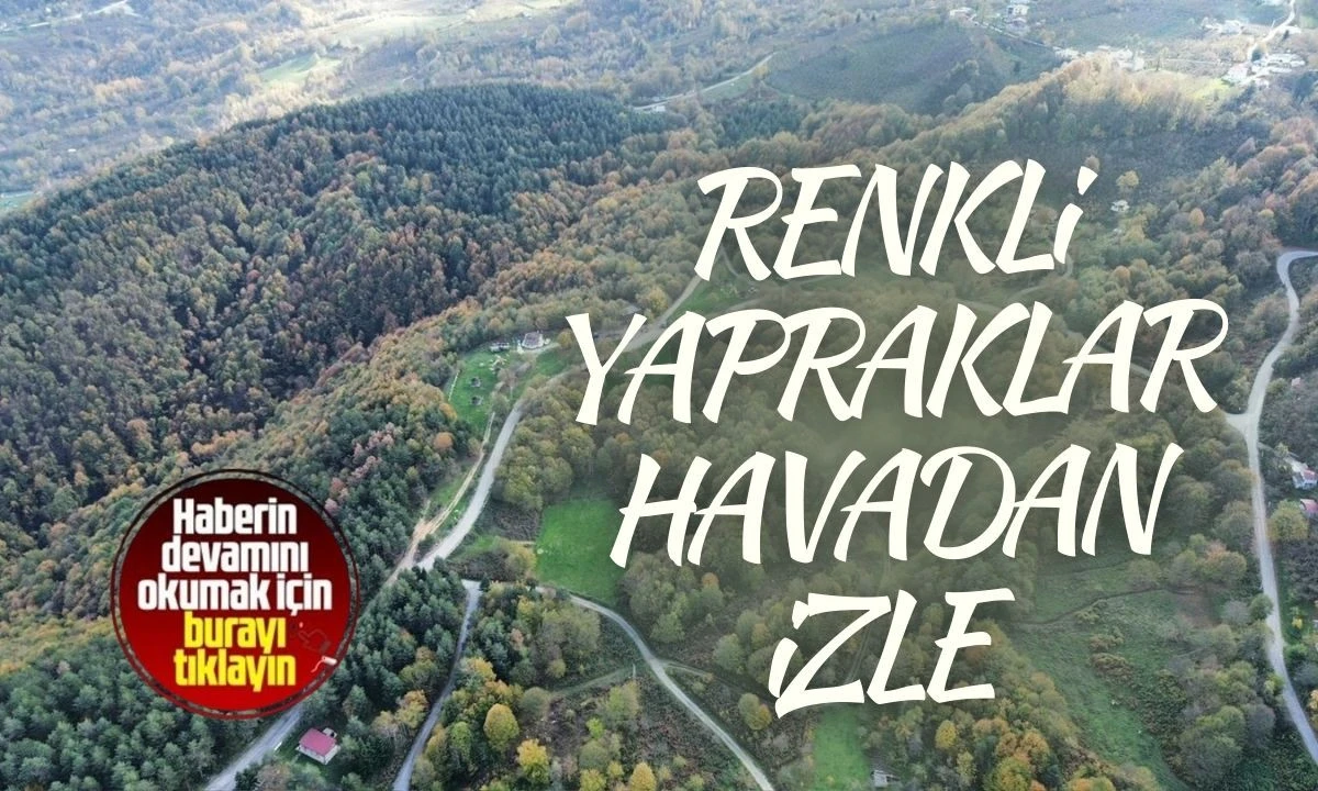 Düzce Renkli Yapraklar Havadan İzle