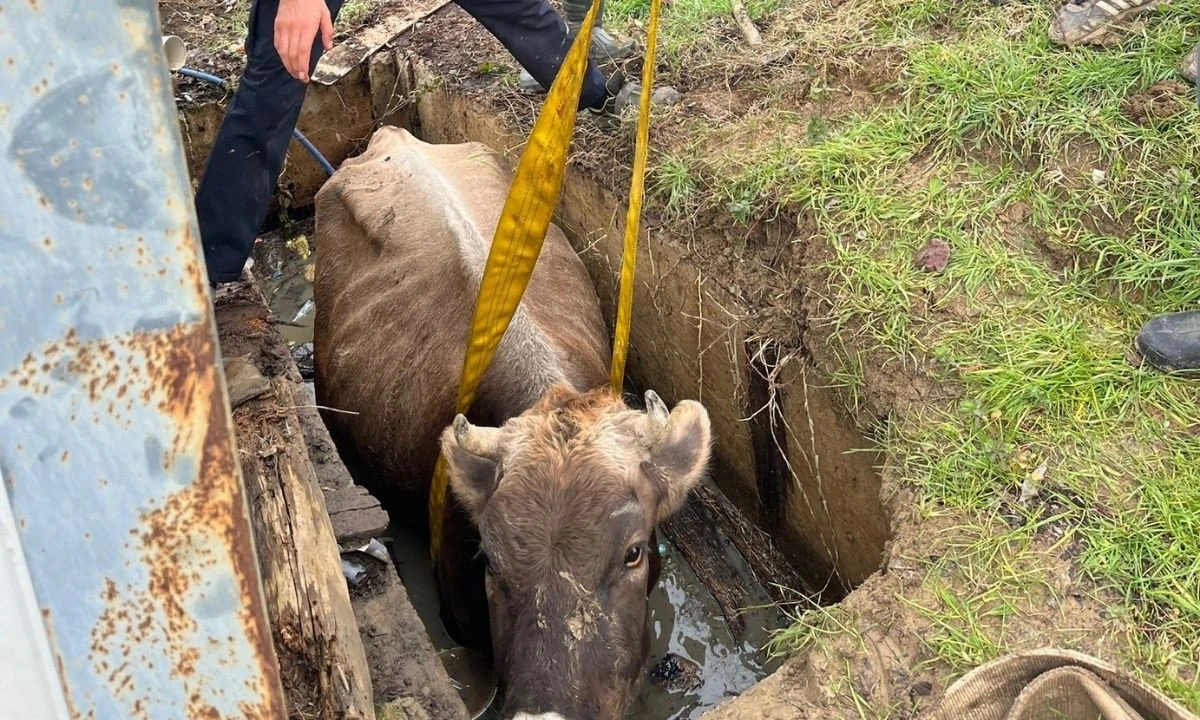 D&uuml;zce Yaka Mahallesi İnek Kuyu Kurtarması
