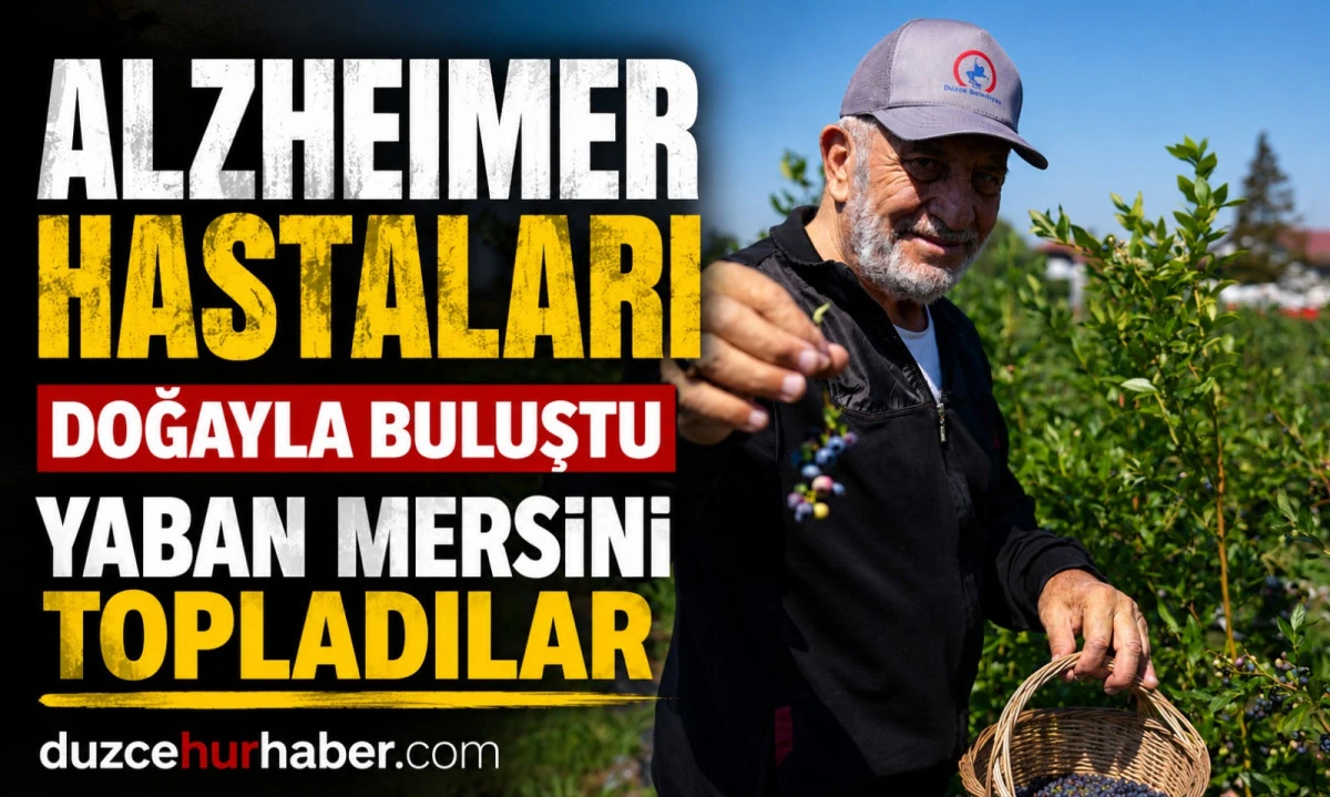 D&uuml;zce'de Alzheimer hastaları doğayla buluştu! Yaban mersini topladılar