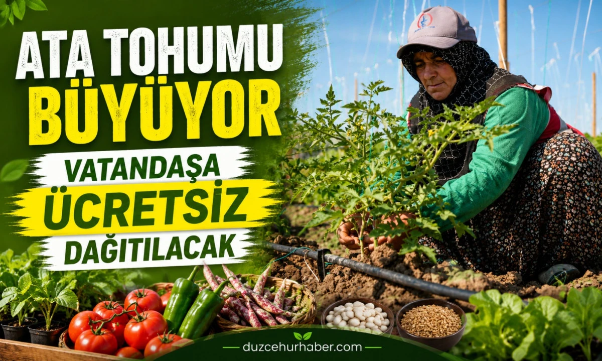 D&uuml;zce&rsquo;de Ata Tohumu Seferberliği: &Uuml;cretsiz Dağıtılacak