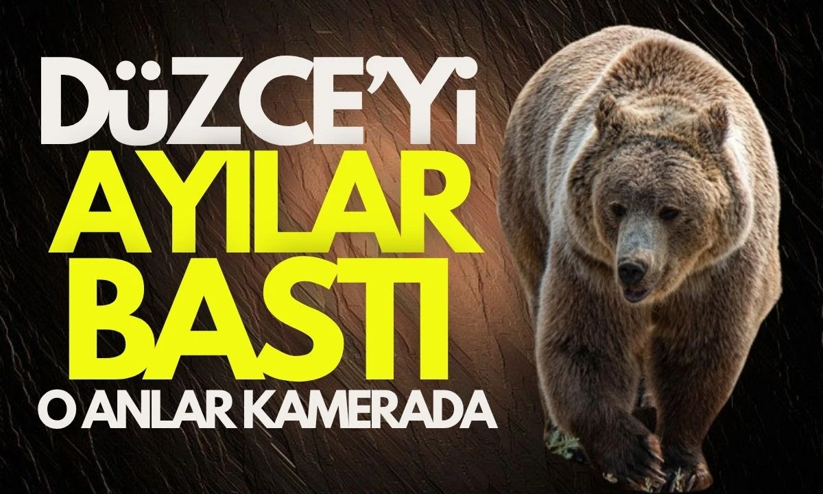 Düzce'de Ayılar parçalayıp yediler