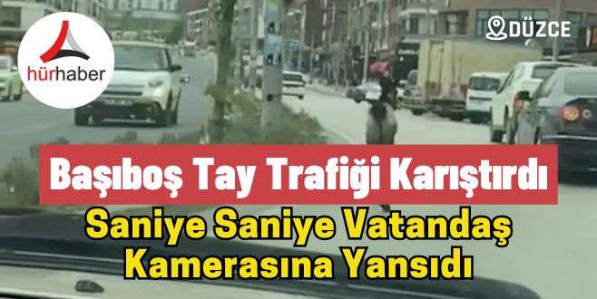 D&uuml;zce'de başıboş tay trafiği tehlikeye d&uuml;ş&uuml;rd&uuml;