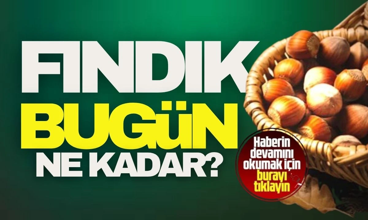 Düzce'de BUGÜN fındık fiyatları İşte 3 Kasım 2025 Güncel Fiyatlar 