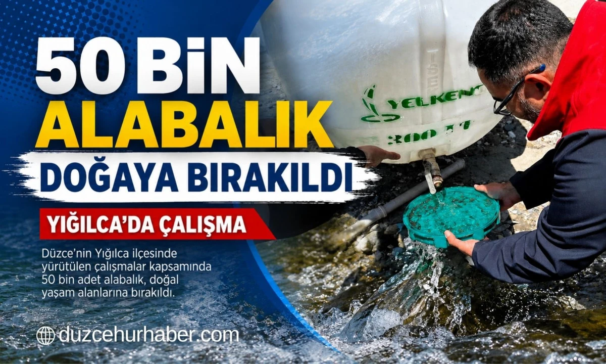 D&uuml;zce&rsquo;de Dere ve Akarsulara 50 Bin Alabalık Bırakıldı