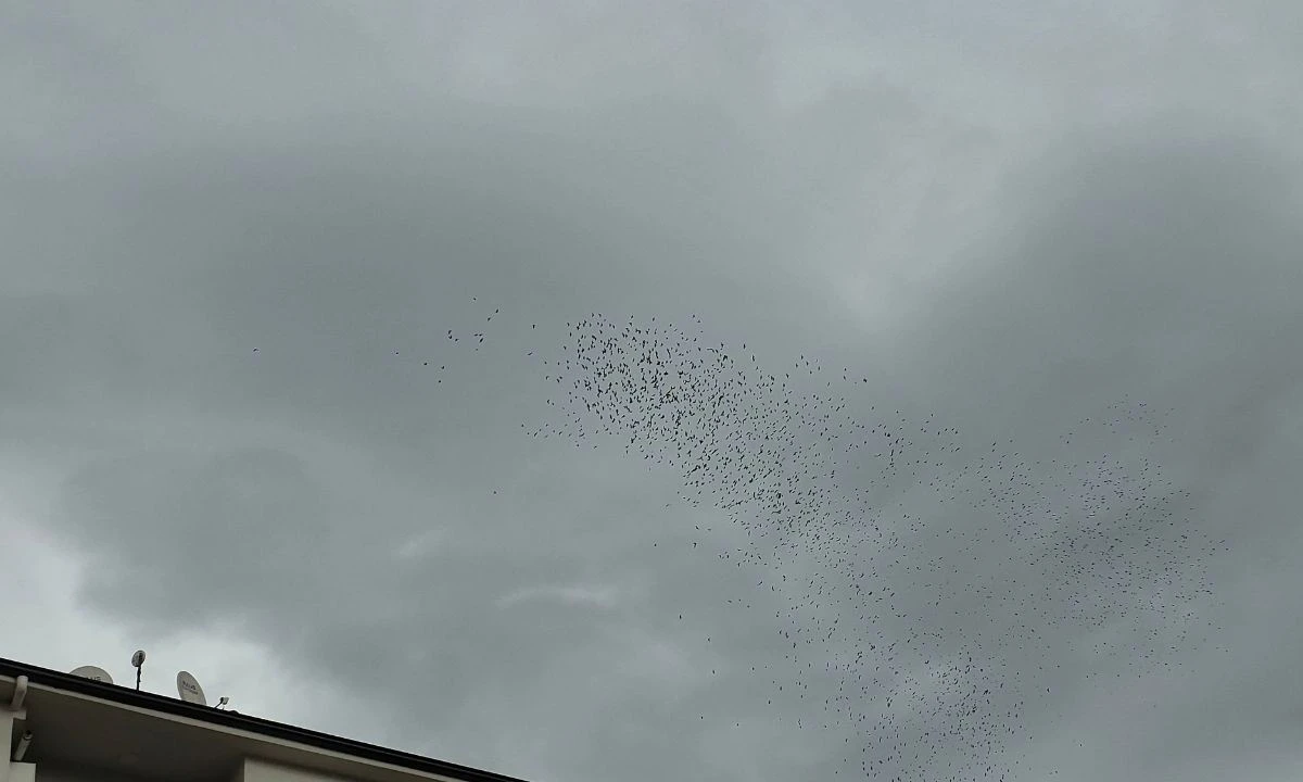 D&uuml;zce'de eşsiz bir uyum i&ccedil;inde kanat &ccedil;ırptı