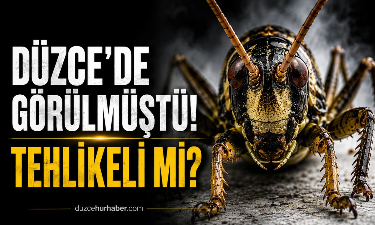 D&uuml;zce'de g&ouml;r&uuml;lm&uuml;şt&uuml;! Dev &ccedil;ekirgeler tehlikeli mi? Tarım Bakanlığı a&ccedil;ıkladı