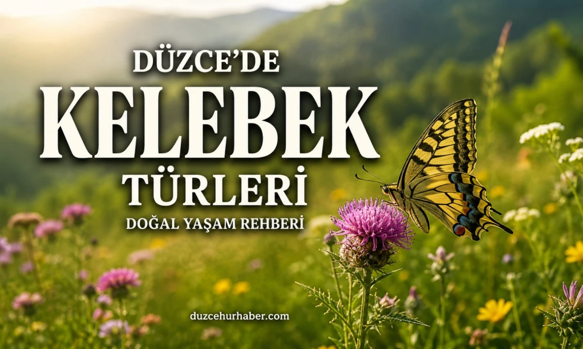 D&uuml;zce&rsquo;de Hangi Kelebek T&uuml;rleri Var? Doğal Yaşam ve G&ouml;zlem Rehberi