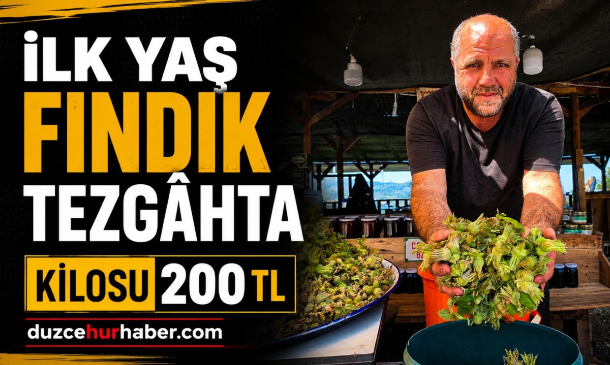 D&uuml;zce'de ilk yaş fındık tezg&acirc;hlarda! Kilosu 200 TL'den satılıyor