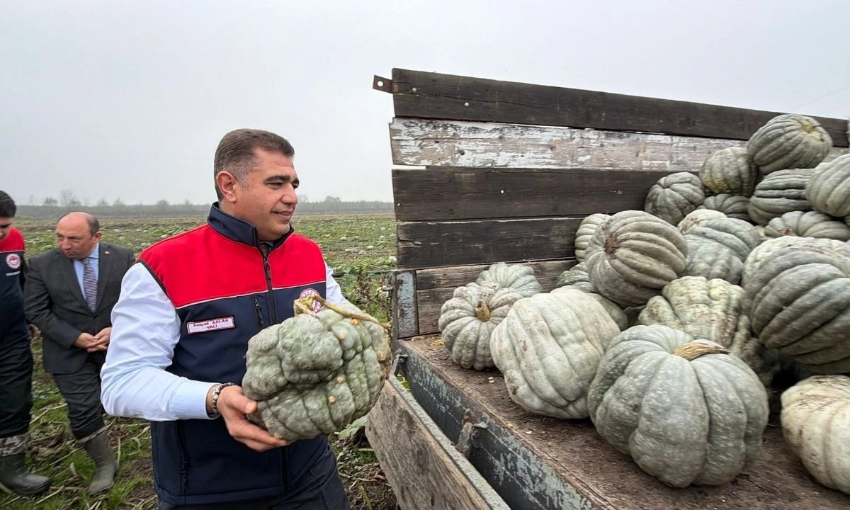 Düzce'de kestane kabağı hasadından 10 bin ton rekolte bekleniyor