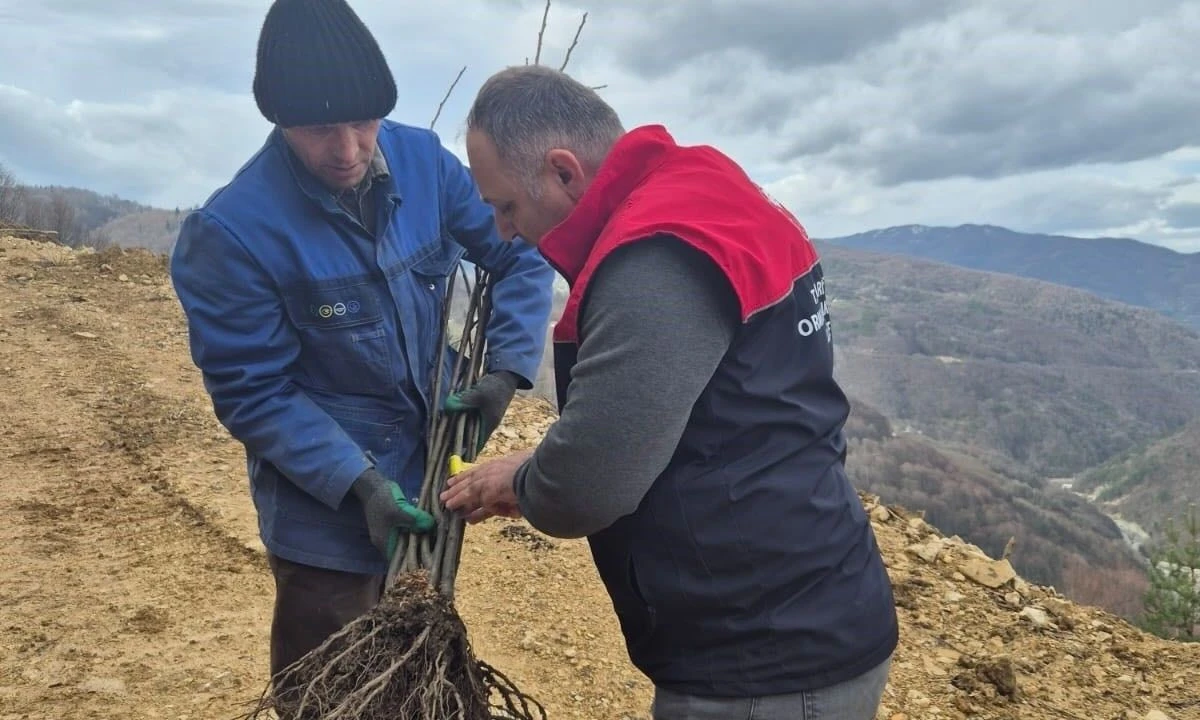 D&uuml;zce'de Kestane Projesi Fidan Dikildi