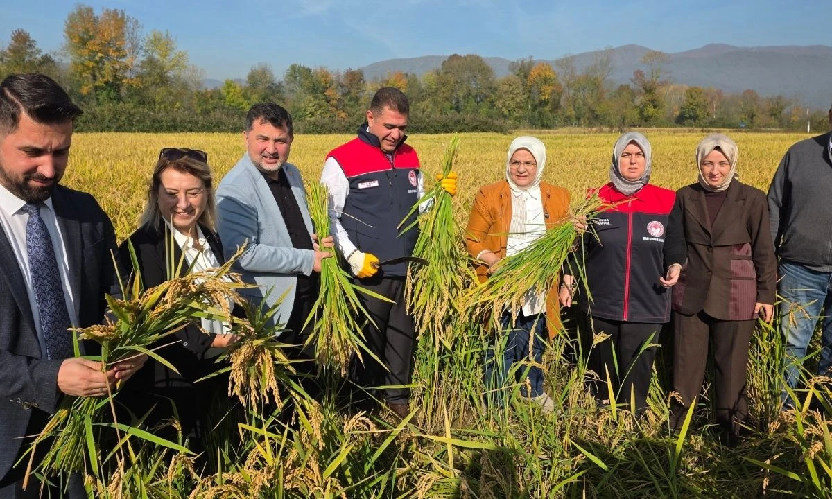 Düzce'de Konuralp Pirinci Ekim Alanı %60 Arttı