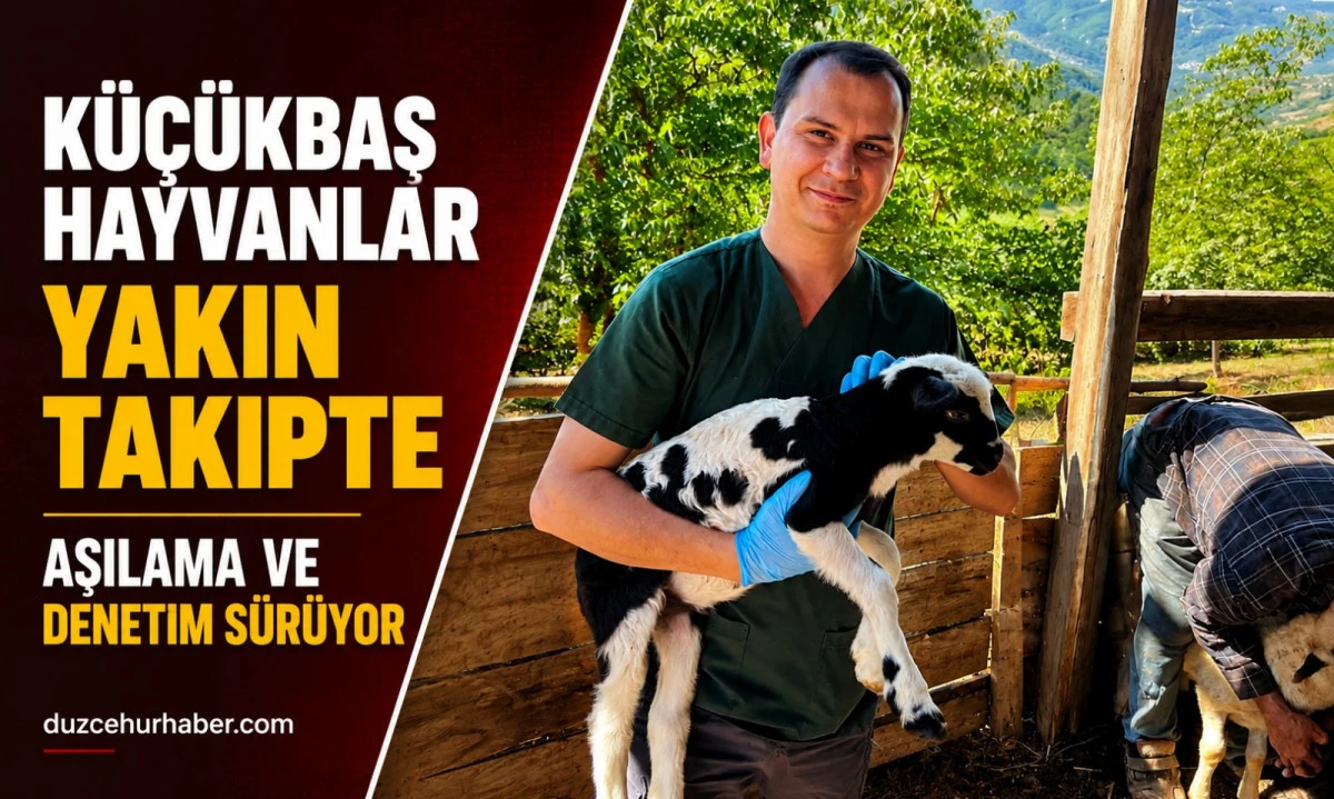 D&uuml;zce'de k&uuml;&ccedil;&uuml;kbaş hayvanlara sıkı takip! K&uuml;peleme ve aşılama yapıldı