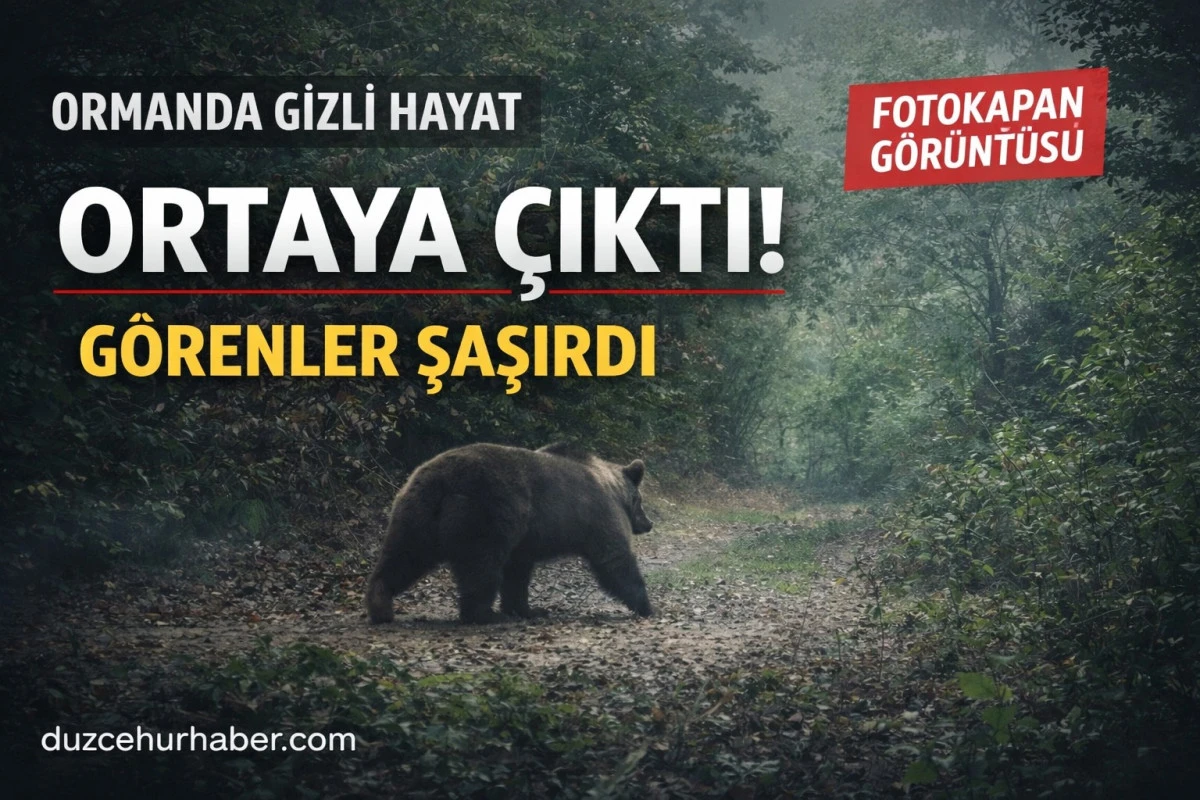 D&uuml;zce&rsquo;de Ormanda Şaşırtan G&ouml;r&uuml;nt&uuml;ler! Fotokapan Ger&ccedil;eği Ortaya &Ccedil;ıktı