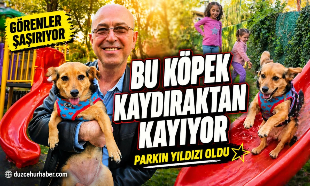 D&uuml;zce&rsquo;de Sahiplenilen K&ouml;pek Parkta Sergilediği Davranışlarla İlgi G&ouml;rd&uuml;