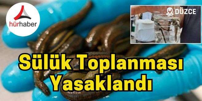 Düzce'de Sülük toplanması yasaklandı