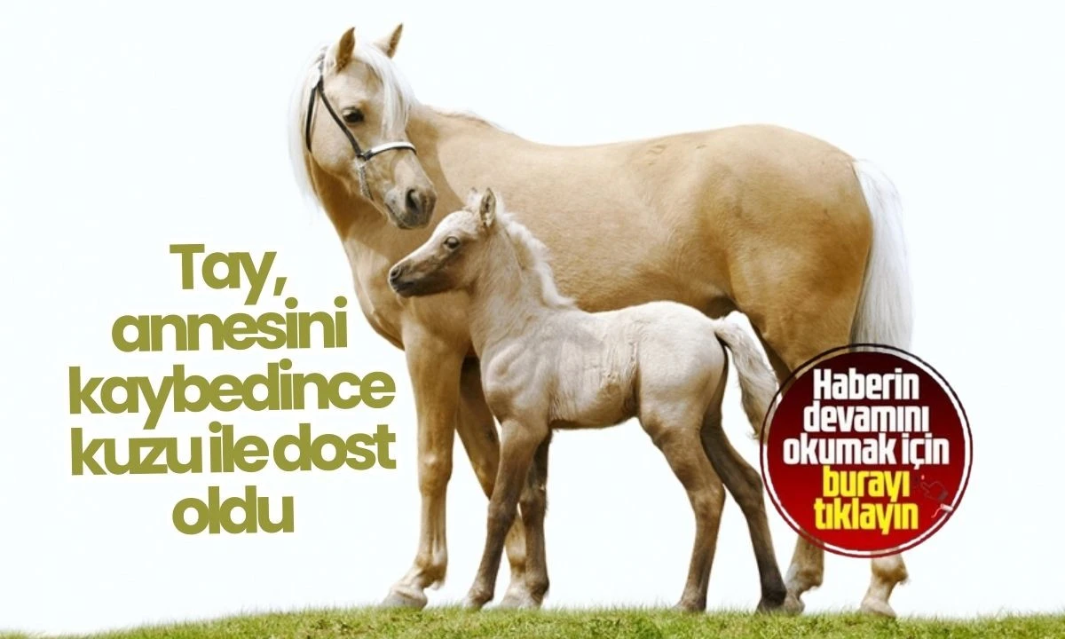 Düzce'de Tay ile kuzunun dostluğu görenleri gülümsetiyor