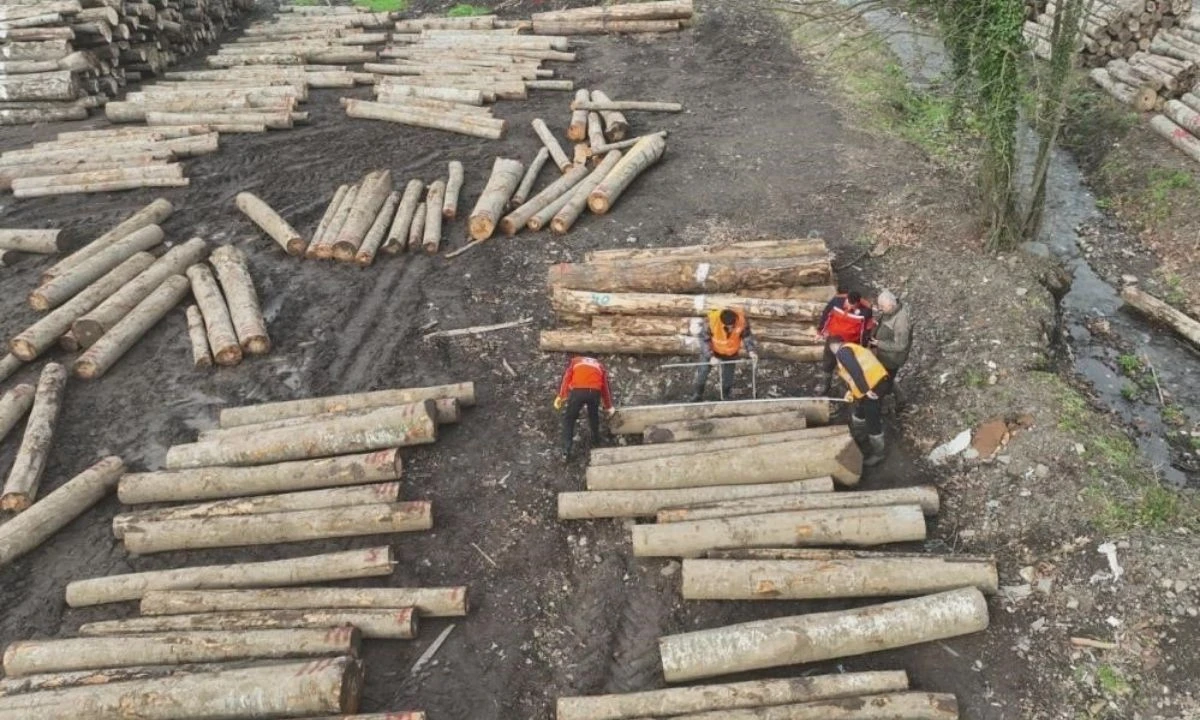 Düzce'den 13 bin 639,95 ton orman ürünü ihraç edildi