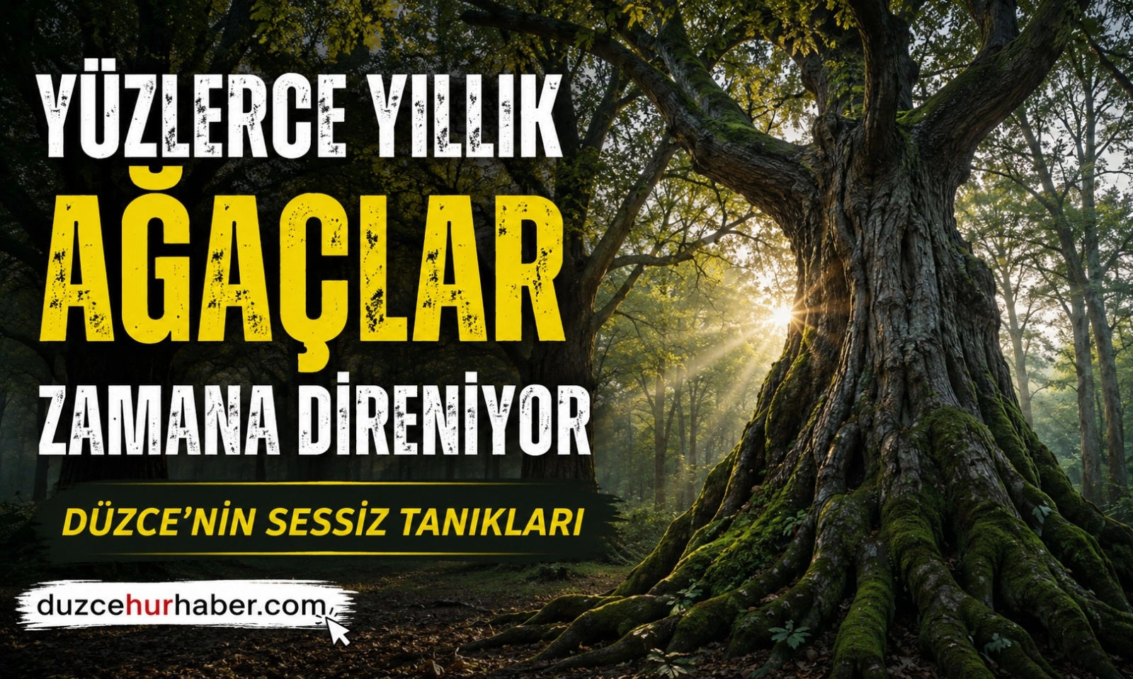 D&uuml;zce&rsquo;nin Sessiz Tanıkları: Y&uuml;zlerce Yıllık Ağa&ccedil;lar Zamana Direniyor