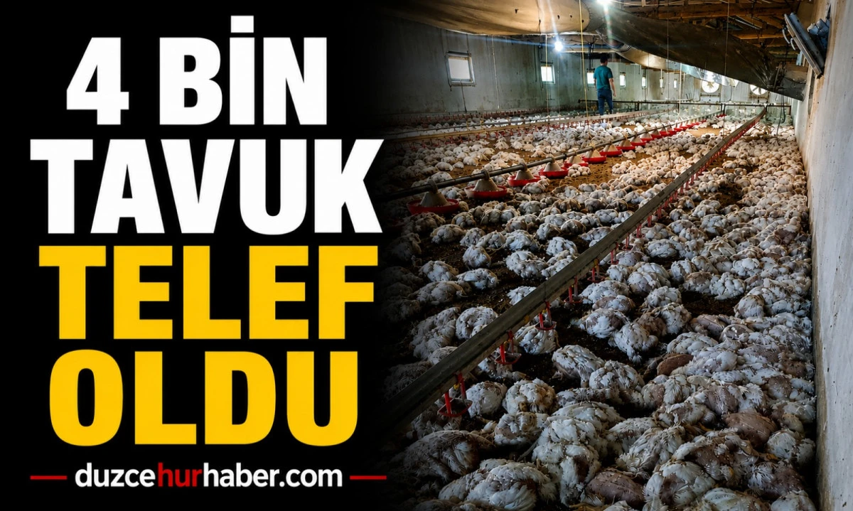Elektrik Arızası 4 Bin Tavuğun Sonu Oldu