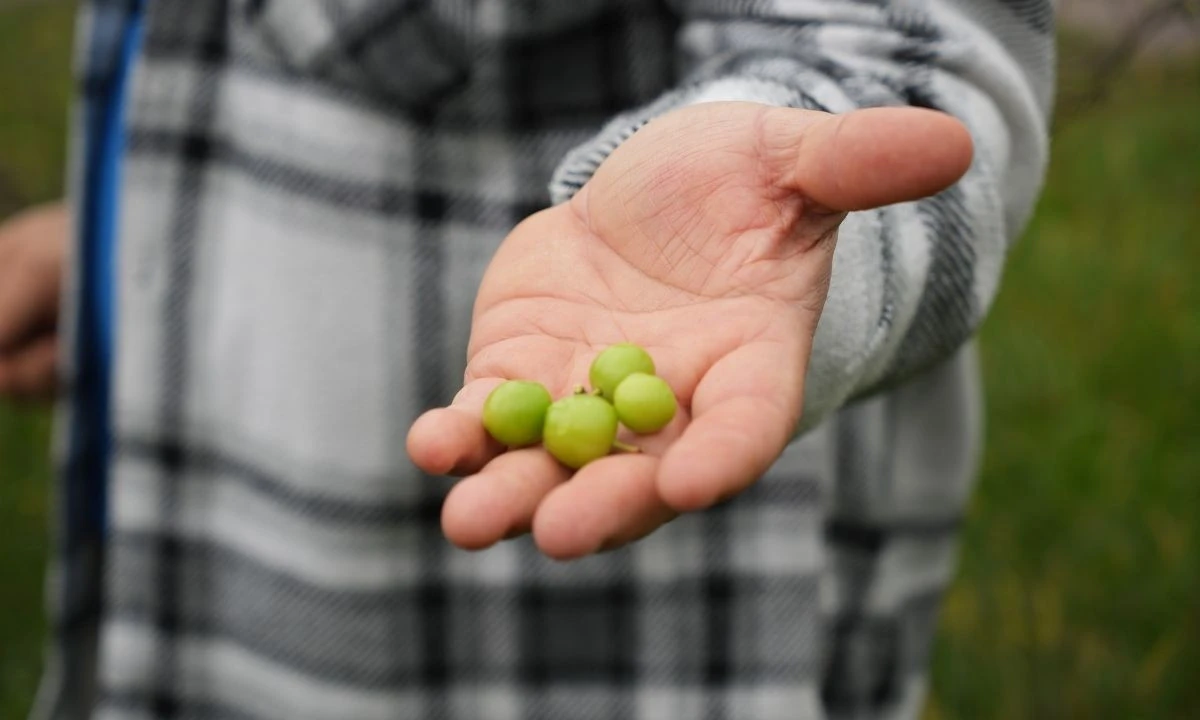 Erik Ağaçları Sonbaharda Çiçek Açıp Meyve Verdi