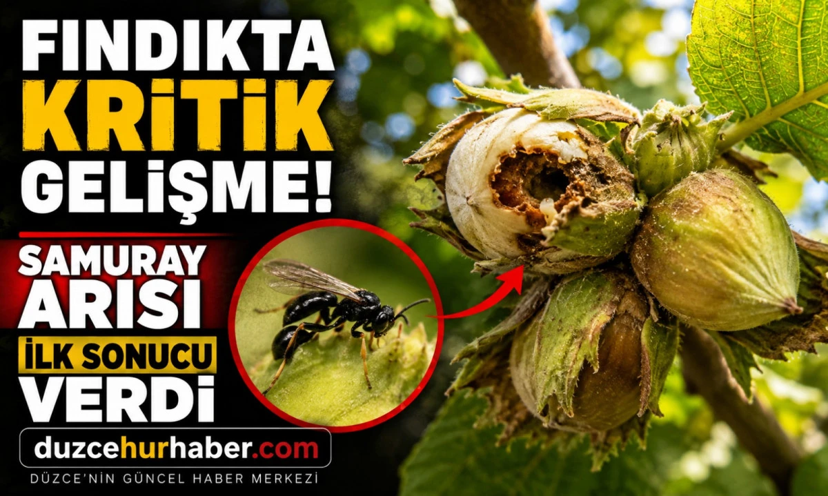 Fındık bah&ccedil;elerinde dikkat &ccedil;eken gelişme! Samuray arısı ilk sonucu verdi