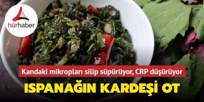 Ispanağın kardeşi ot! Kandaki mikropları silip süpürüyor, böreği de oluyor