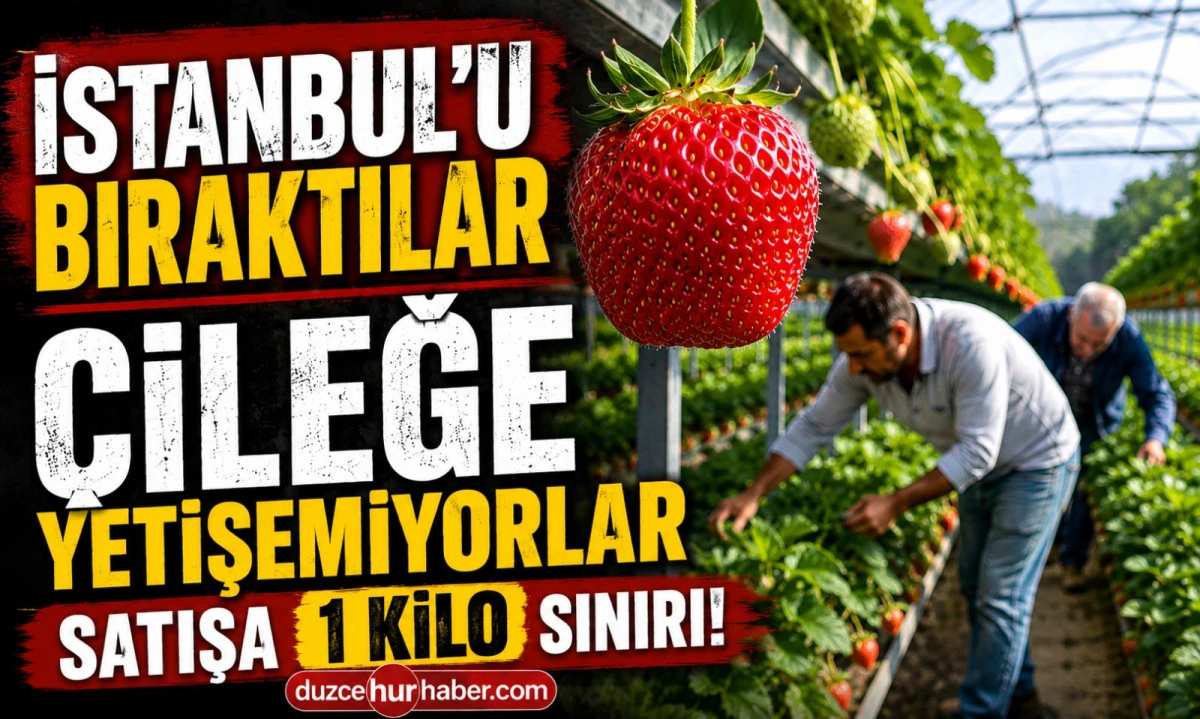 İstanbul'u Bıraktılar, D&uuml;zce'de Taleplere Yetişemiyorlar