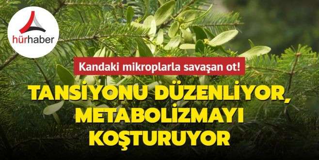 Kandaki mikroplarla savaşan ot! Tansiyonu düzenliyor, metabolizmayı koşturuyor